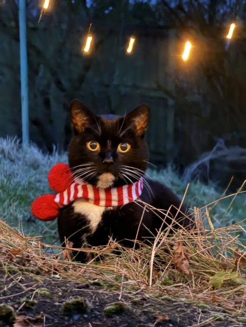 A very handsome tuxedo cat, wearing a white and red striped scarf, stares (somewhat accusingly) at the camera.