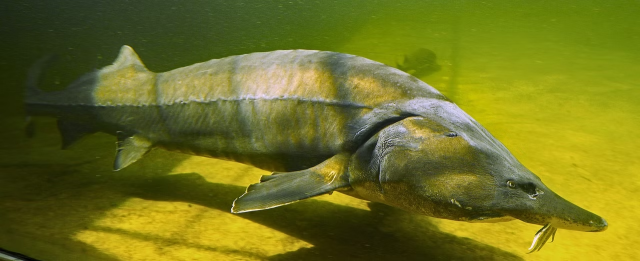 Ancient #sturgeons are 200-million-year survivors, many are critically endangered due to overfishing for #caviar 🤮 habitat destruction, and #climatechange. Be #vegan and protect them learn more 🌊🐟 @ouranosproject.bsky.social  #Endangered #Biodiversity https://ouranosproject2023.wixsite.com/ouranos/copie-de-rhone-streber 