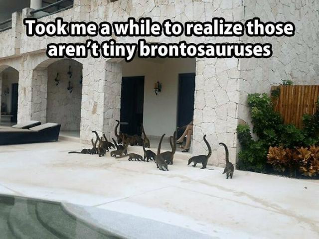 brontos