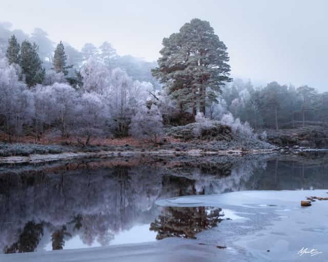 Scots pine trees stand tall above a frozen loch 