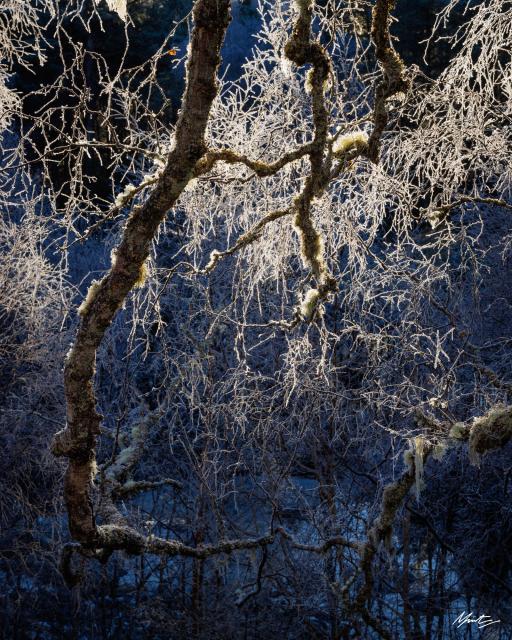 backlit frozen branches of a birch tree glow like a lightbulb filagree 