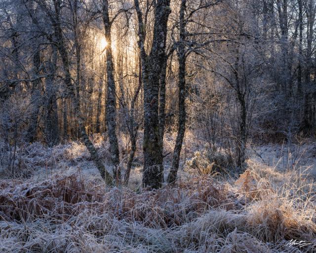 a sun burst shines through a winter woodland canopy illuminating frost 