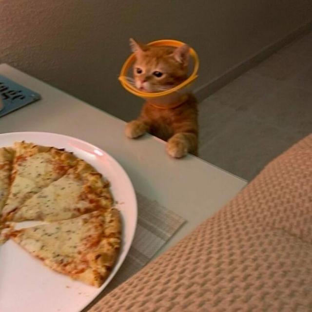 pizza kitty
