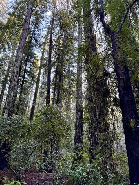 Surrounded by CA redwoods