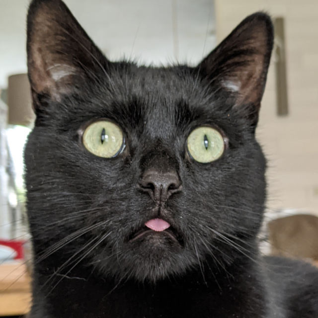 Picture of the head of a black cat, looking kind of alerted, with his pink tongue sticking out about 3 mm.