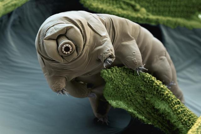 A color enhanced tardigrade. Source: Eye of Science