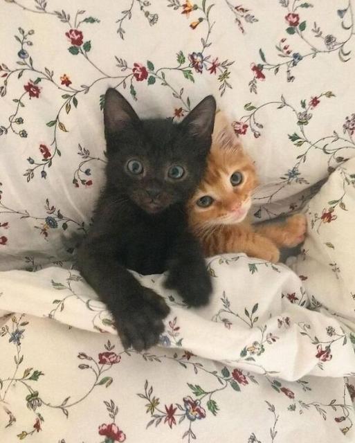 kittens in bed