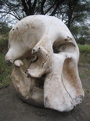 elephant skull