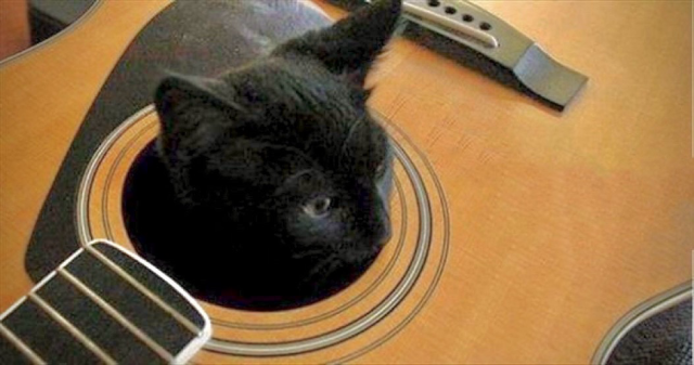 a cat’s head pops out from the sound hole of an unstrung acoustic guitar