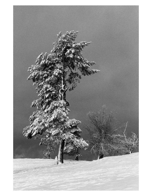 Eine mit Schnee bedeckter Baum steht auf einer verschneiten Wiese. Ein Stück dahinter noch mehr, kleinere, Bäume und Sträucher. Der Himmel ist sehr dunkel, ein Unwetter zeiht heran. 
Das Foto ist in Schwarzweiß und auf Film fotografiet. 