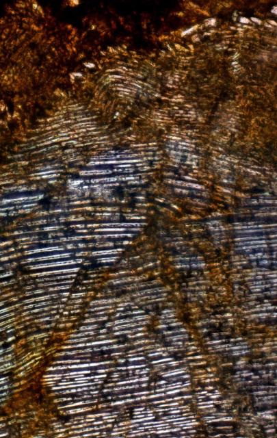 Microphoto of the Northwest Africa (NWA) 2892 Meteorite.