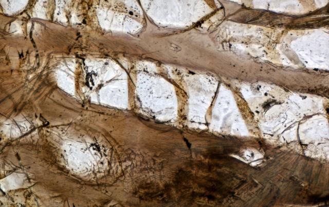 Microphoto of the Northwest Africa (NWA) 2892 Meteorite.