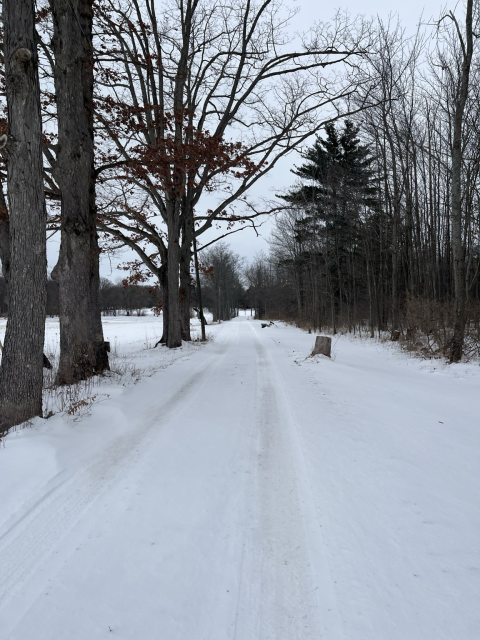 Trees line a snow covered path into the forest