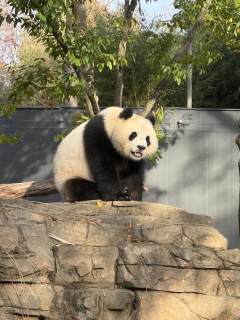 Giant panda on a rock at the National Zoo