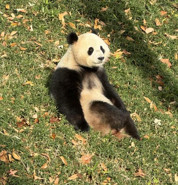 Giant panda on grass at the National Zoo
