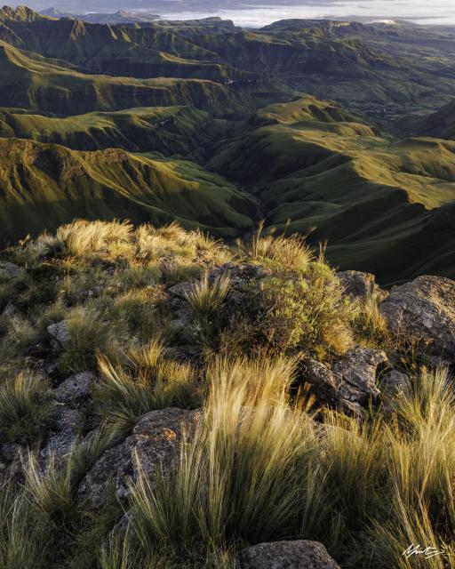 "Raking Light", Drakensberg (2024). A vertical image made from a high vantage point on the top of a mountain looking down a ridge covered in grasses glowing in the morning sun and being blown around by a strong wind. A steep cliff falls away below toward a deep valley in verdant greens and bathed in light some thousand meters below. 