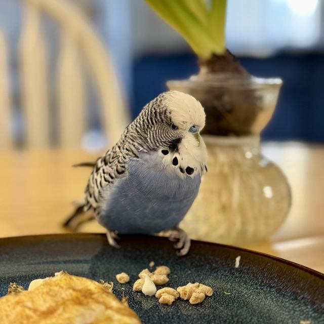 A blue and white English budgie eating breakfast