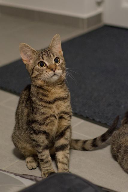 A photo of Ernie, a young tabby cat, sitting (somewhat properly) on the floor, looking both slightly taken aback and simultaneously curious at the same time. His head is somewhat recoiled, but his eyes are focussed and wide, as if ready for a hunt. His tail seems to be mid flick, definitely considering playtime.
The bum of another tabby cat (Mini) is visible to the right of the image, but only a bit.
As usual with these indoor shots, the depth of field is shallowed, drawing the focus primarily on Ernie and his cute little face.