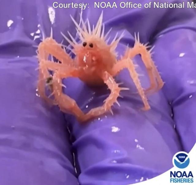 “Cutest, spikiest, tiniest crab in the world”

A king crab discovered in the Gulf of Mexico