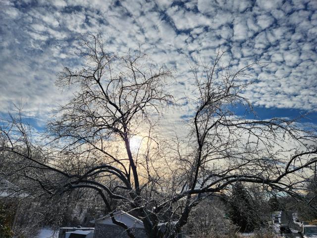 Frost covered tree with the distant sun low in the sky