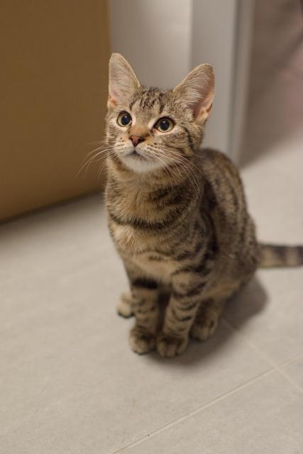 A photo of Ernie, a young tabby cat, sitting quite properly (as he usually does, front paws close together), looking expectantly towards the camera left, like he wants something. His ears are pointed forwards attentively, his pupils are somewhat dilated pupils.
His tail is flat on the ground, exiting the picture at stage right.