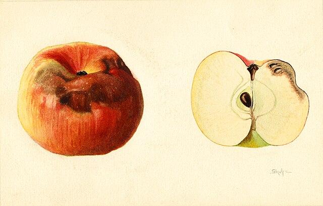 bad apples