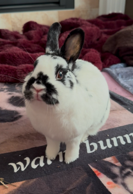 A sweet bunny shows off her adorable, and very tiny, peets