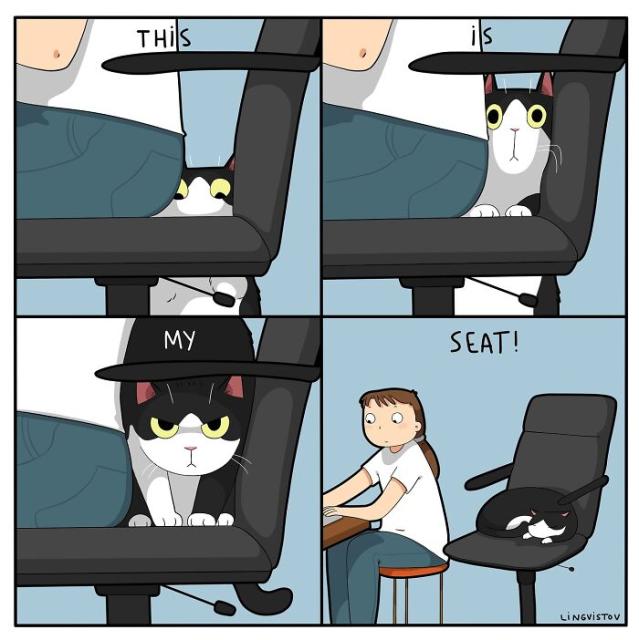 cat's chair