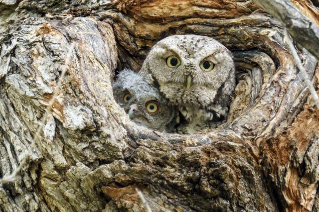 Photo of two owls looking out from their nest hole in a tree. A larger, possibly parent owl with a smaller one tucked in at the left, peeking out. Myriad shades of brown and textures of the tree bark and owl feathers. May 2018.