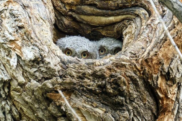 Photo of two juvenile western screech owls peeking out from their nest hole in a tree. Just the top of their grey feathered heads and their dark eyes are visible, amid myriad shades of brown tree bark textures. Mat 2018.