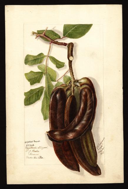 A May 14th - 20th 1907 USDA Pomological watercolor by Deborah Griscom Passmore of a cluster of fat carob pods with some carob leaves. In the lower left hand is the name "P. G. Western", the species name "Ceratonia siliqua" and the location where it's from: "Miami, Dade Co., Fla." 

The pods are on the short side, but thick with fruit pulp inside. The cluster was picked as it was getting more brown, but a couple months from full ripeness so while the ones in front are mostly brown, green appears at the tops of pods and even more so on the pods in back.