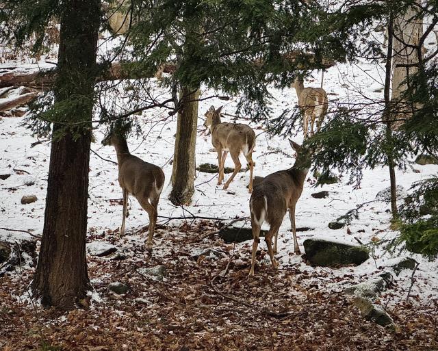 Four white tailed deer standing on a snowy hillside under some eastern hemlock trees. 