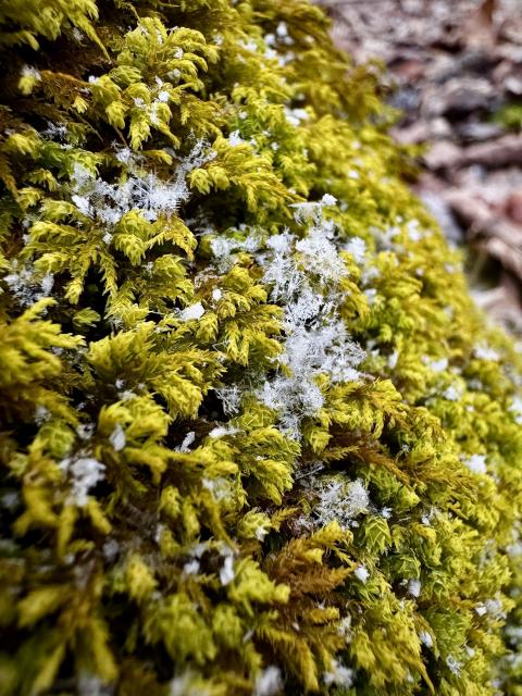 Freshly fallen snowflakes gathered on bright green-yellow moss