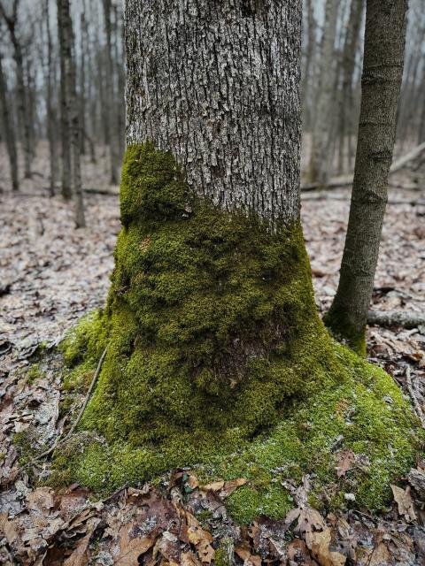 The base of a large white oak tree in the woods. The entire base of the tree and roots are completely covered in green moss. 