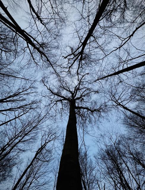 Looking up at the sky from the middle of a hardwood forest. All the tree branches are bare and silhouetted against the pale blue-gray sky. 