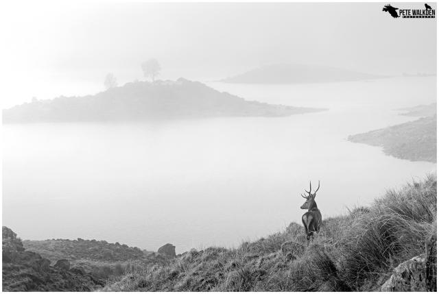 A photograph in black and white, of a red deer stag standing near the shore of a loch in the Scottish Highlands, on a misty day.