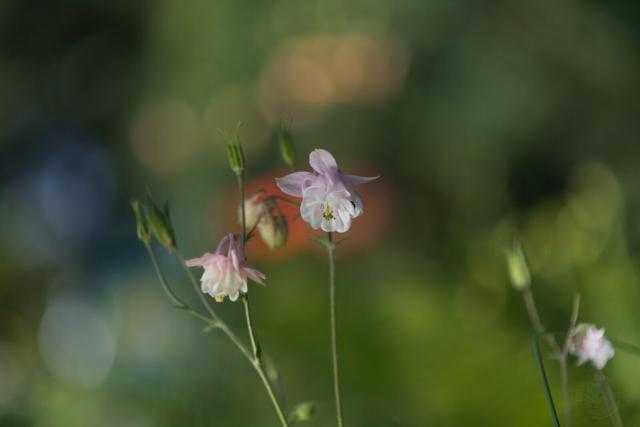 A photo of Aquilegia flowers, colored white with very pale purple near the stem. One of the flowers in the foreground is fully opened, other one a bit left and behind the first is opened too, but slightly out of focus. Background is very blurred, mostly green with a couple of light-blue spots on the left and a soft orange spot behind the fist flower.