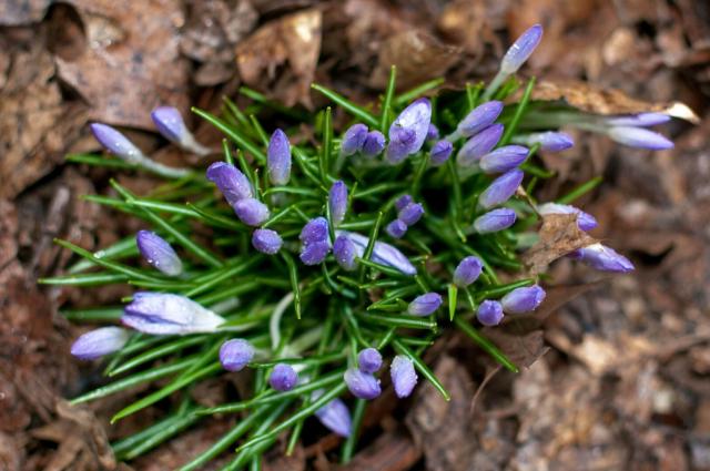 Photo of a clump of purple, not quite open, crocuses, sprinkled with rain, in a carpet of dead leaves, taken from above.