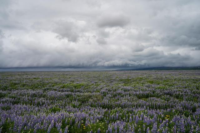 Cloudy sky. In the distant there are darker clouds. In the front is a field of lupins. To be clear, you can only see lupins …so half of the photo is lupins. The other clouds. Does this make sense? The Lupins are not fully in bloom yet, but the purple colour is already clear. 