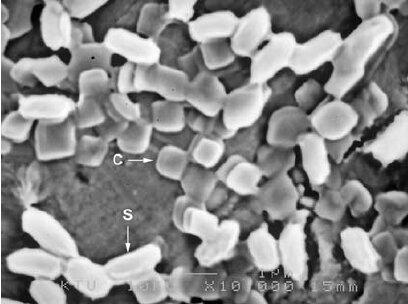 crystals and spores of Bti under electron microscope. The crystals of toxic proteins look like little square chiclets, while the bacteria are shaped like mike and ikes (long rounded cylinders)