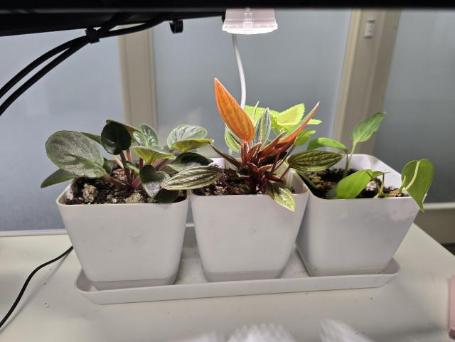 houseplants under a grow light in three small pots: african violet, Peperomia rosso, Coleus, Dieffenbachia, heartleaf philodendron