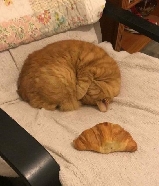 cat and pastry