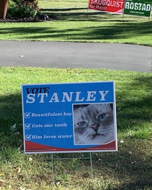 vote for cat