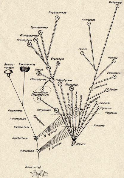 M’s 1910 tree of life diagram, showing two episodes of endosymbiosis, the first generating the nucleus, the second chloroplasts. From Wikimedia Commons.
