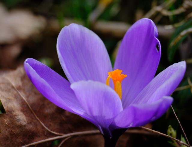 Nahaufnahme einer lila Krokusblüte mit orangenem Stempel. Links ein verwelktes Blatt vom Vorjahr 