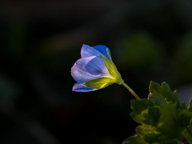 Kleine blaue Blüte im Profil vor dunklem Hintergrund. Der Kelch hat ein wenig Sonne gefangen.