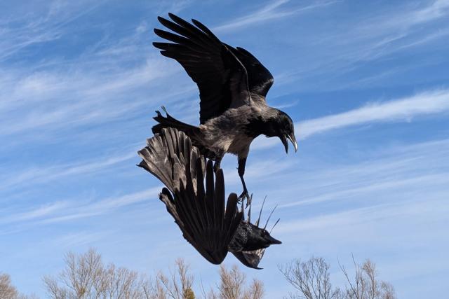 Foto zweier grau-schwarzer Nebelkrähen im Flug beim Kämpfen übereinander. Die obere steht quasi auf der unteren und hat den Schnabel offen, die untere ist mit dem Bauch nach oben zur anderen Krähe gedreht und in Abwehrhaltung. Im Hintergrund blauer Himmel mit weißen Wolkenstreifen.