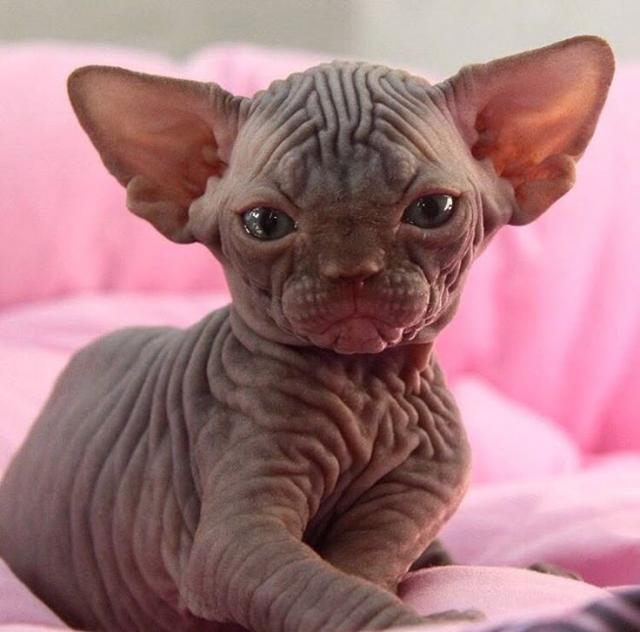 sphynx