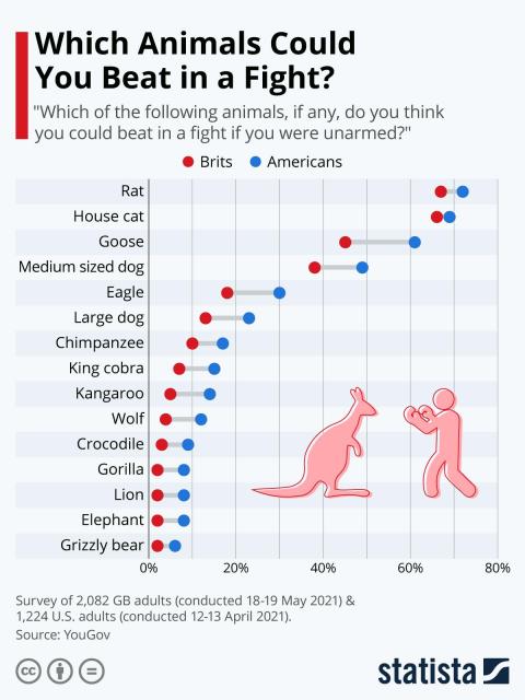 It’s an infographic.

Most Americans are convinced they could beat a rat (72%), a house cat (69%) and a goose (61%) in a fight. Nevertheless, 17-24% still feel like they would lose in a struggle with such creatures, with the rest unsure.

The only other animal listed that Americans tend to think they could take is a medium-sized dog, although not even half (49%) are sure of this.

This confidence drops further with the dogs’ size: only 23% of Americans think they could beat a large dog in a fight, with 58% being sure they would lose.

Americans are least likely to think they could beat a grizzly bear in a fight. A confident or foolhardy 6% think they could emulate Leonardo di Caprio’s Revenant character Hugh Glass in taking down a brown bear (although Glass was armed with a dagger). Lions, gorillas and elephants are seen as similarly invulnerable, with only 8% boasting they could beat them.

There is a little illustration of a public stockman facing up to a kangaroo, presumably moments before taking a blow to his chest that shatters his ribs.