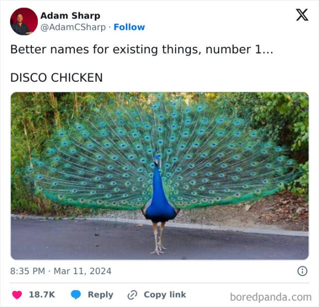 disco chicken